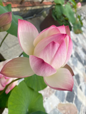 一条（いちじょう）ひなの写メ日記画像