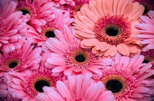 ききCAの写メ日記画像