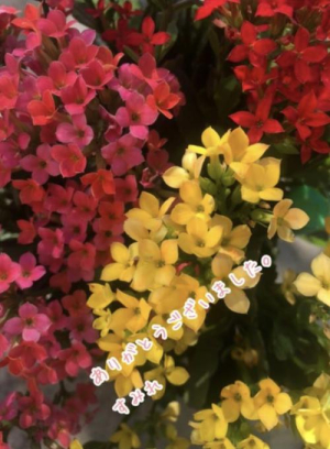 すみれの写メ日記画像