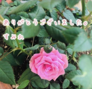 すみれの写メ日記画像