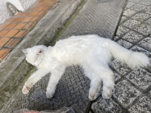 ゆづきの写メ日記画像