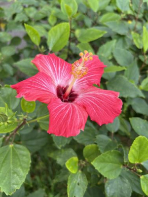 はるなの写メ日記画像