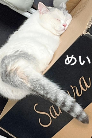 めいの写メ日記画像
