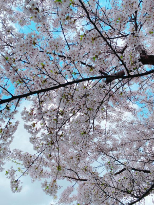 いろはCAの写メ日記画像