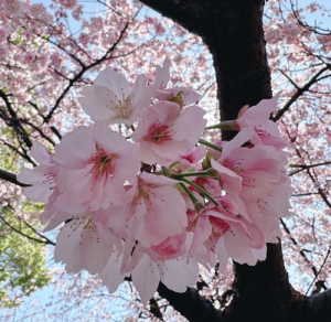 さゆりの写メ日記画像