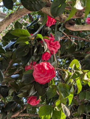 ちさとの写メ日記画像