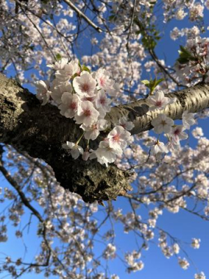 じゅんなの写メ日記画像