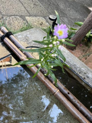 じゅんなの写メ日記画像