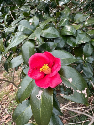 つばさの写メ日記画像