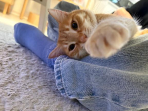 夏川あさひの写メ日記画像