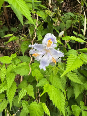 すい姫の写メ日記画像