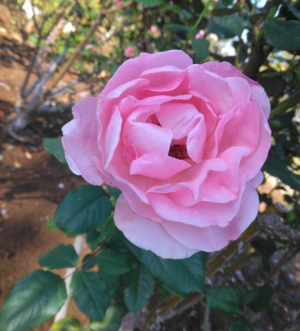 サキの写メ日記画像