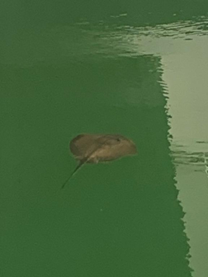 涼風はるかの写メ日記画像