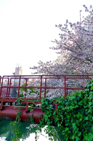 涼風はるかの写メ日記画像