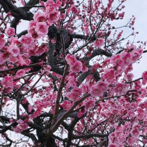 ゆうり姫の写メ日記画像